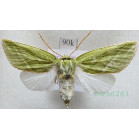 Pseudoips prasinana (Linnaeus, 1758) female Zielonka ukośnica Slovakia90k
